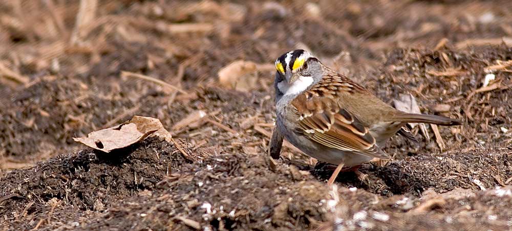 You are currently viewing White-throated Sparrow